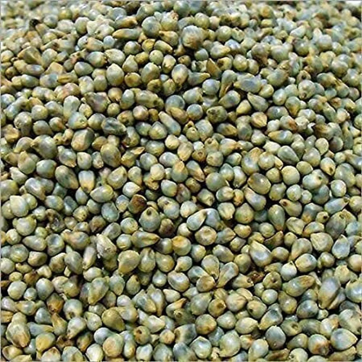 Bajra Seed listings