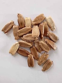Bottle Gourd Seed listings