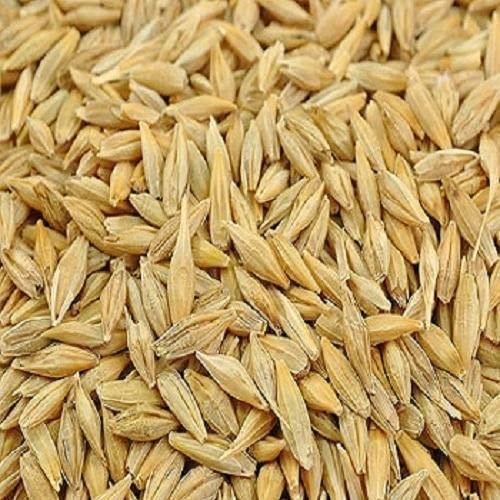 Barley seed listings