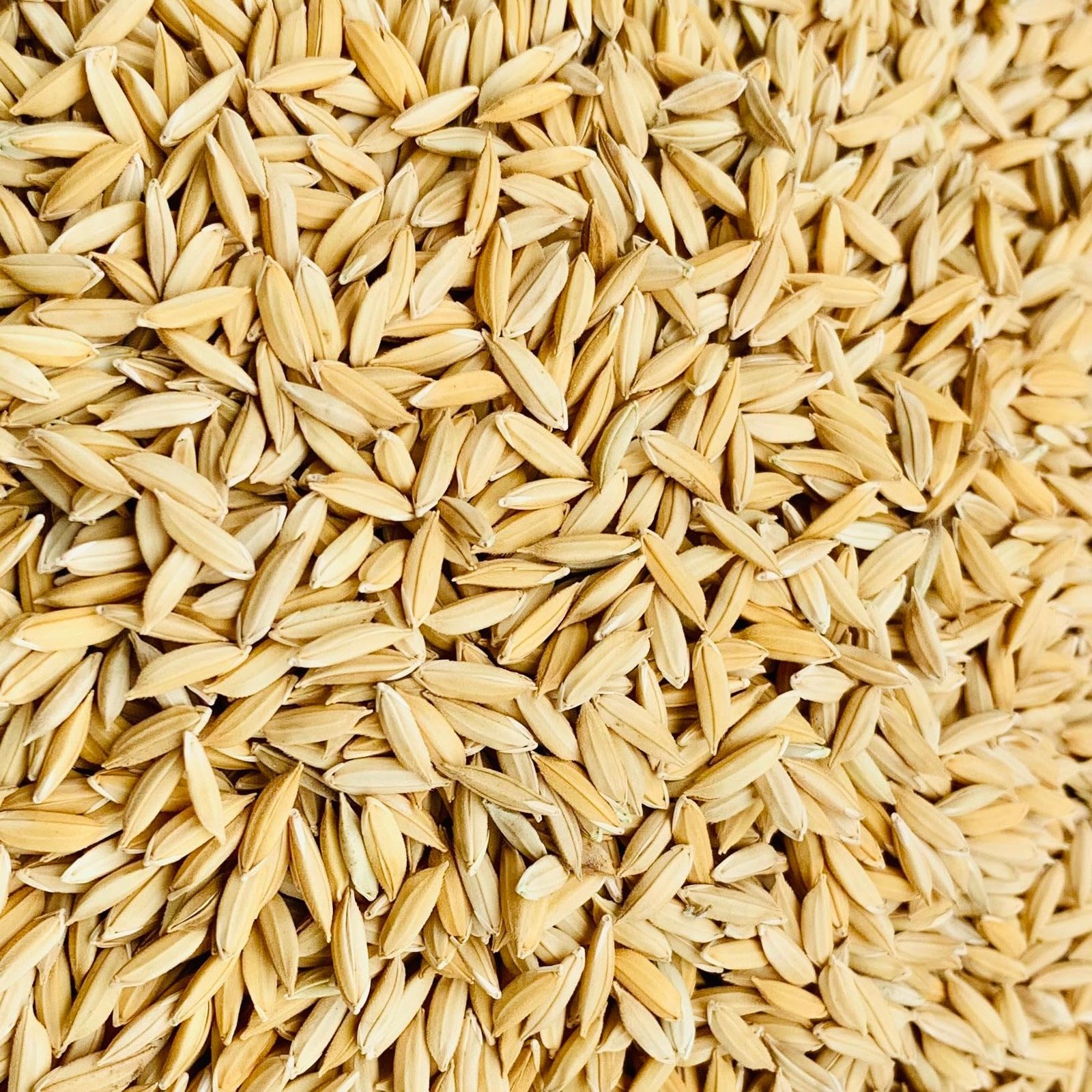 Rice Seed