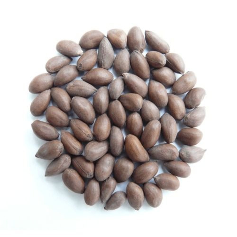 Cotton Seed