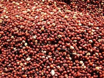 Ragi Seed