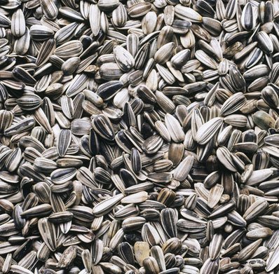 sunflower seed