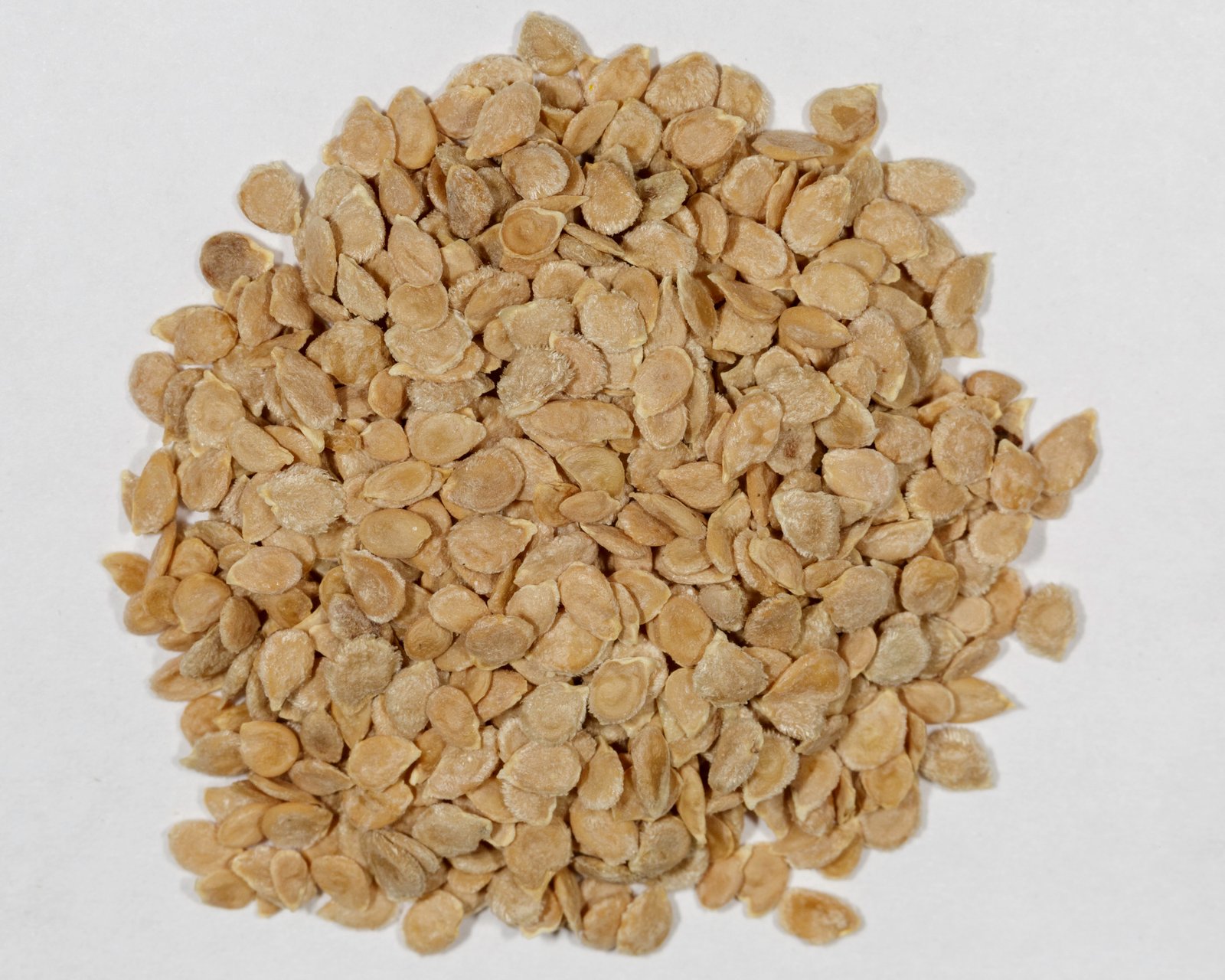 Tomato Seed
