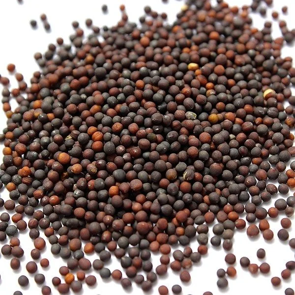 Cabbage Seed listings