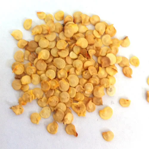 Chilli Seed listings
