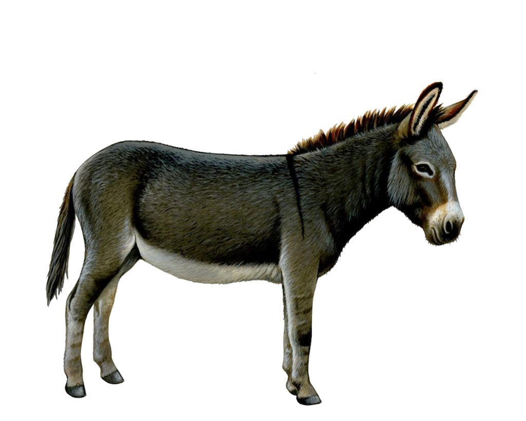 Donkey listings