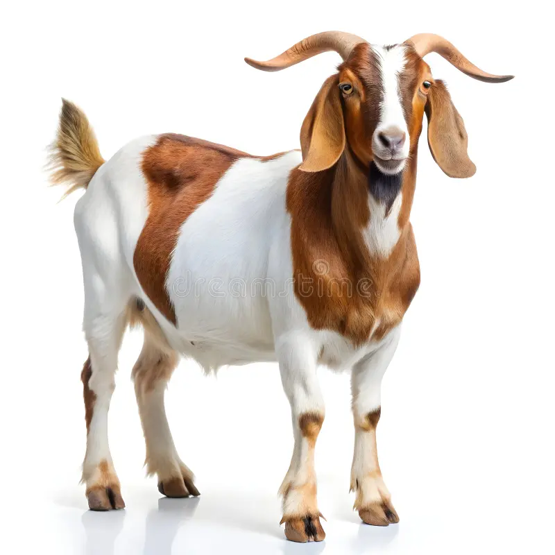 Goat listings