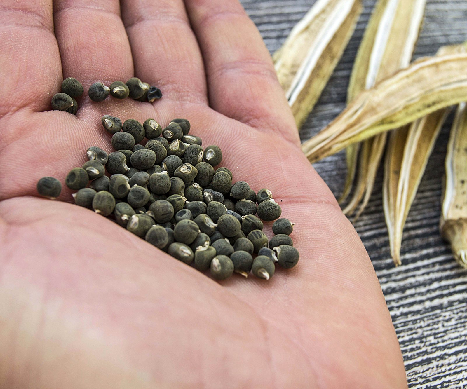 Okra seeds