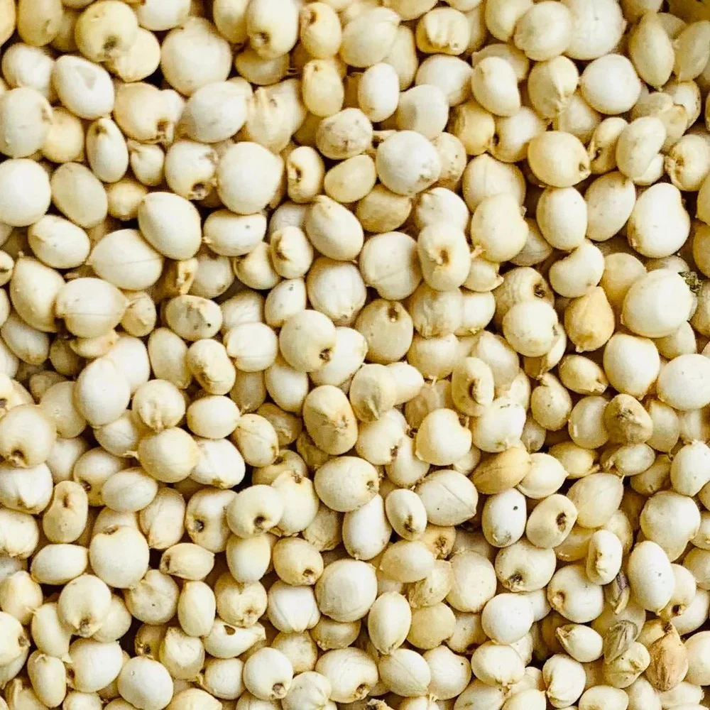 Jowar Seed
