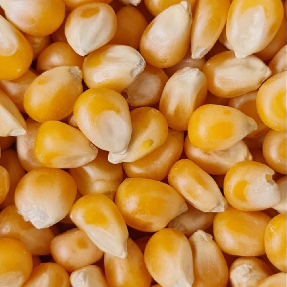 Maize Seed