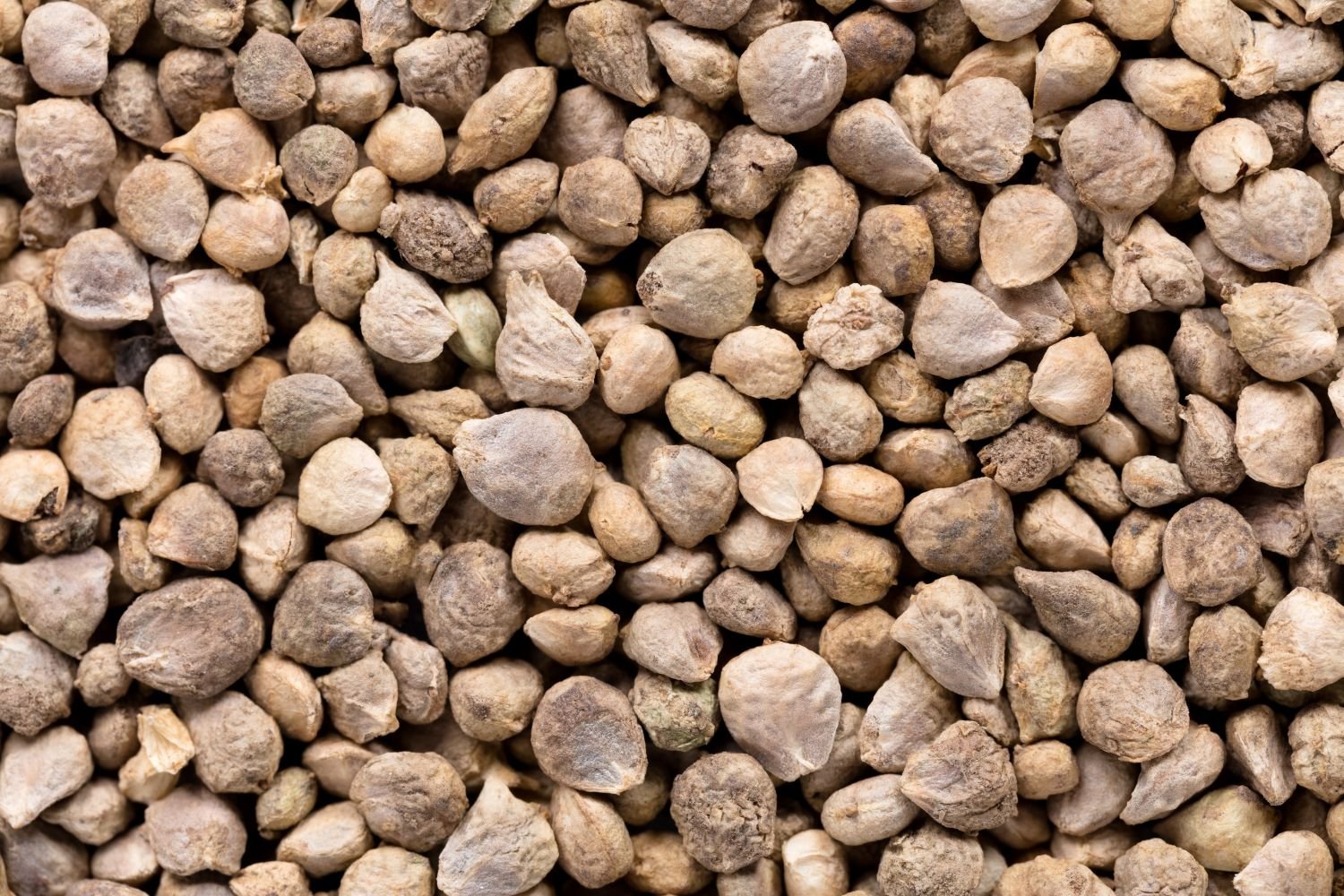 Spinach Seed