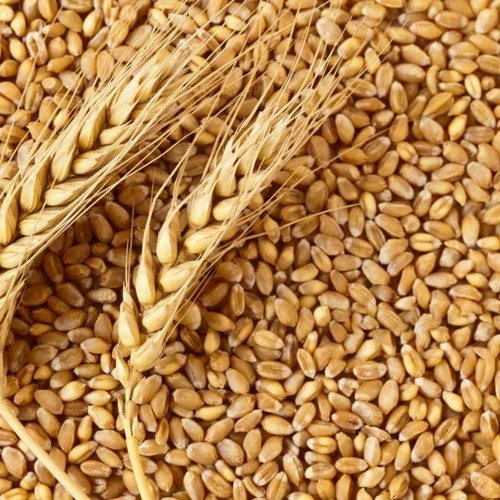 Wheat Seed