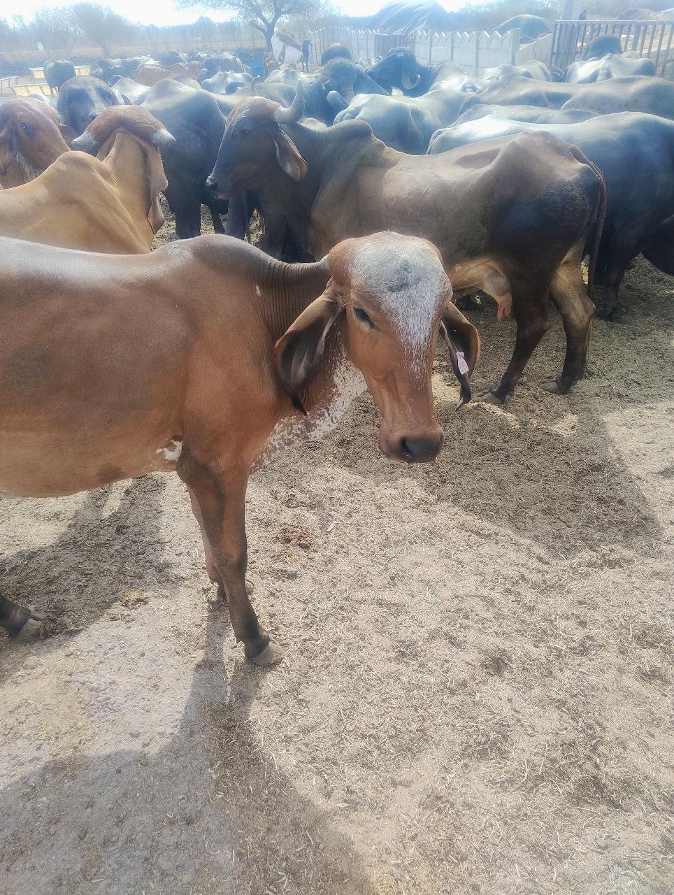 ગીર