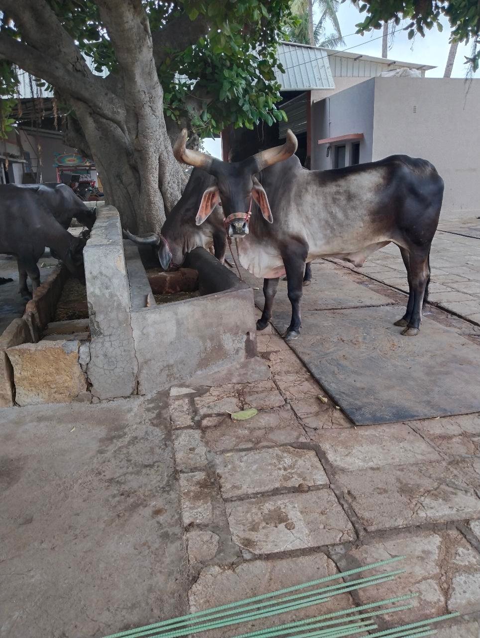 બળદ