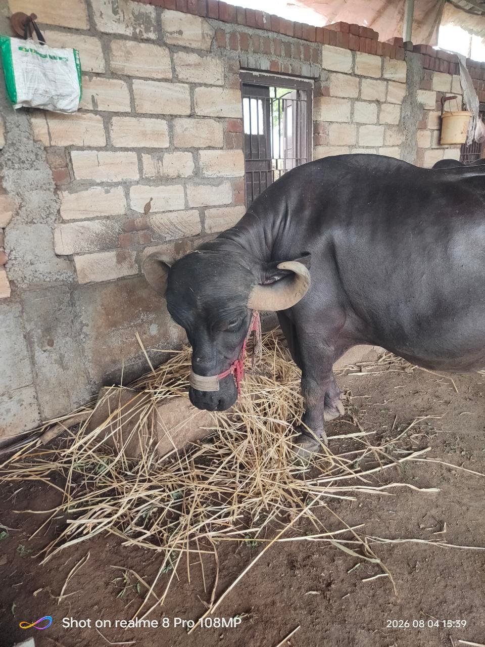 Bafelo