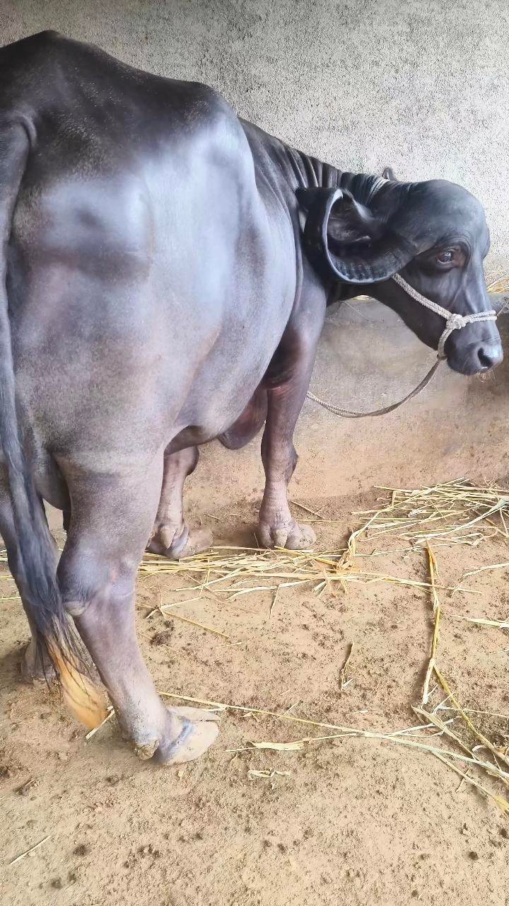 બીજુ વેતર ભેંસ વેચવાની છે દિવસ નું 18 લીટર દૂધ