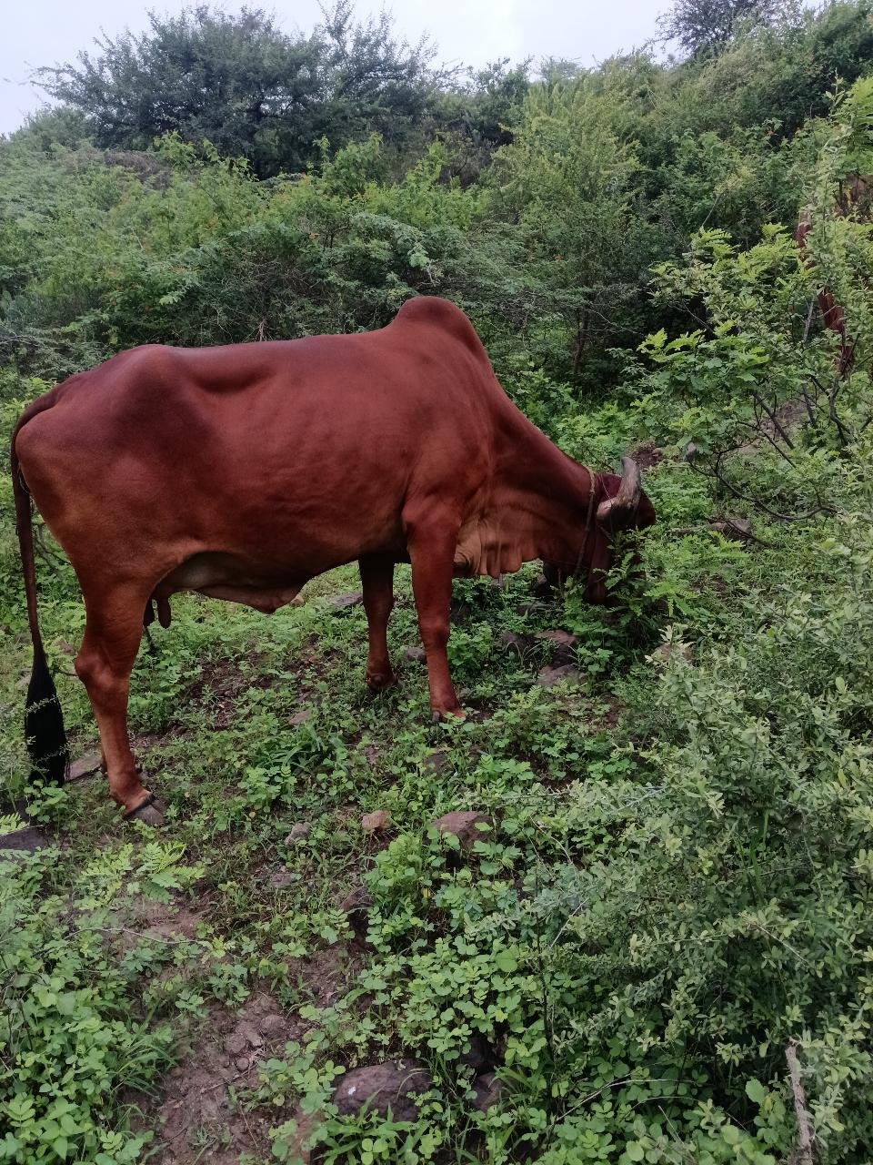 ગીર ગાય