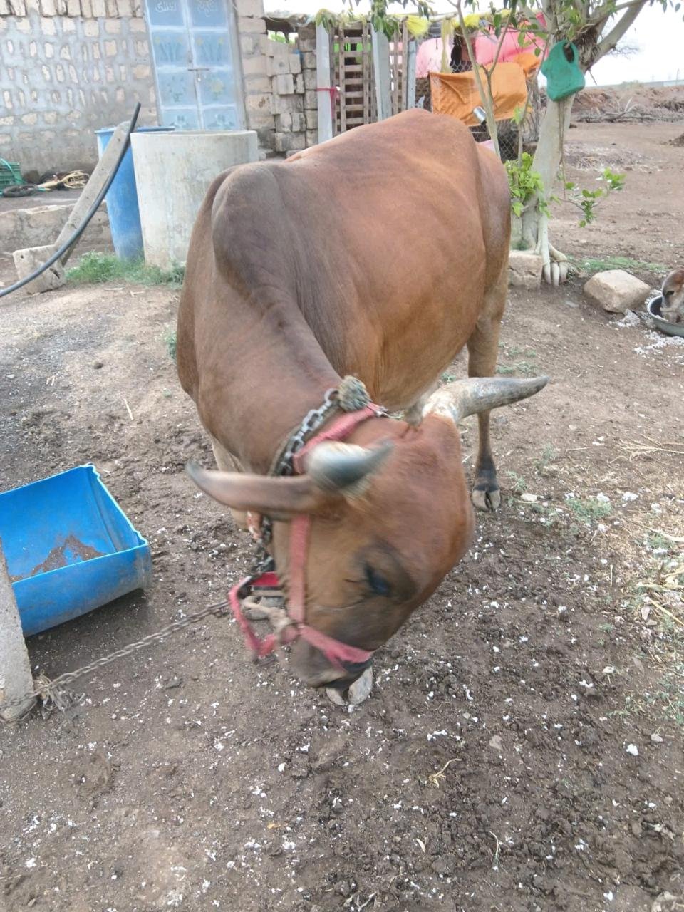 વેસવાની છે