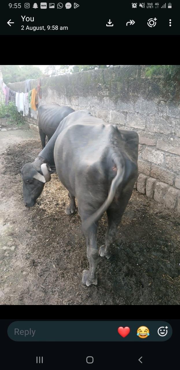 ભેંસ 3જુ વેતર