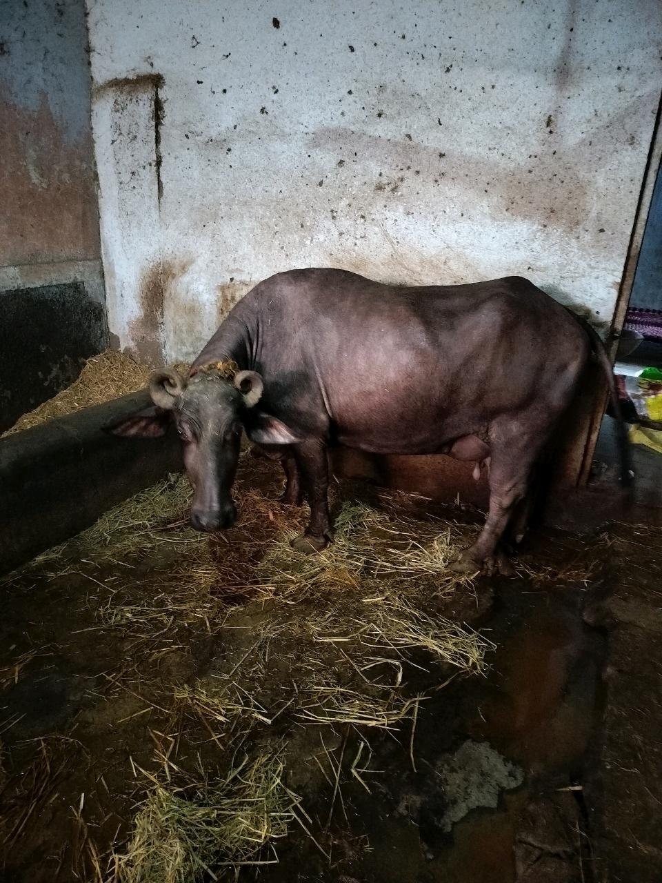 Buffalo