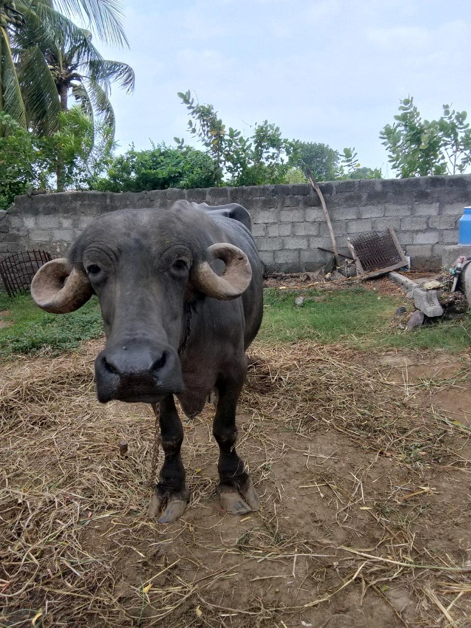 જાફબાડી ભેસ વેચવી છે