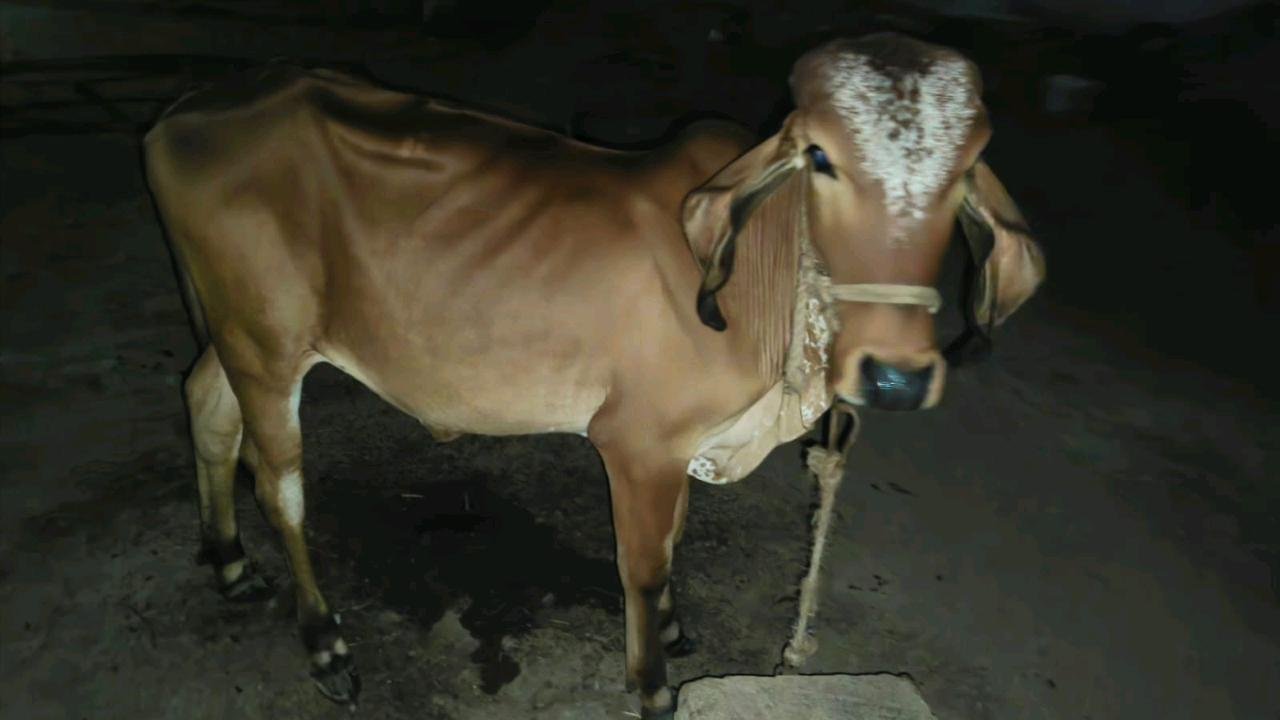 गिर gay