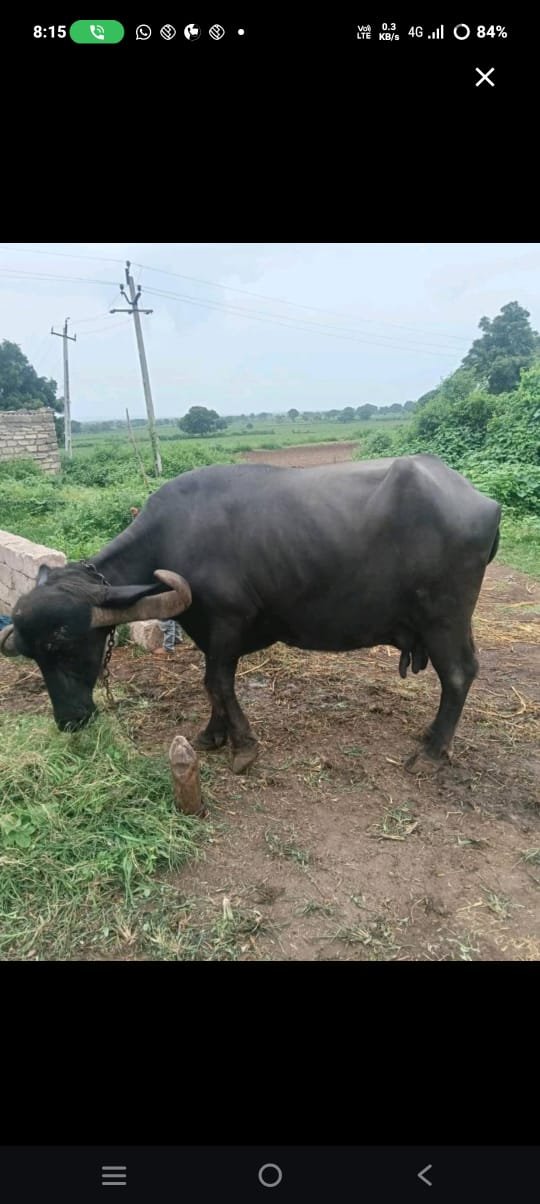 Gujarat