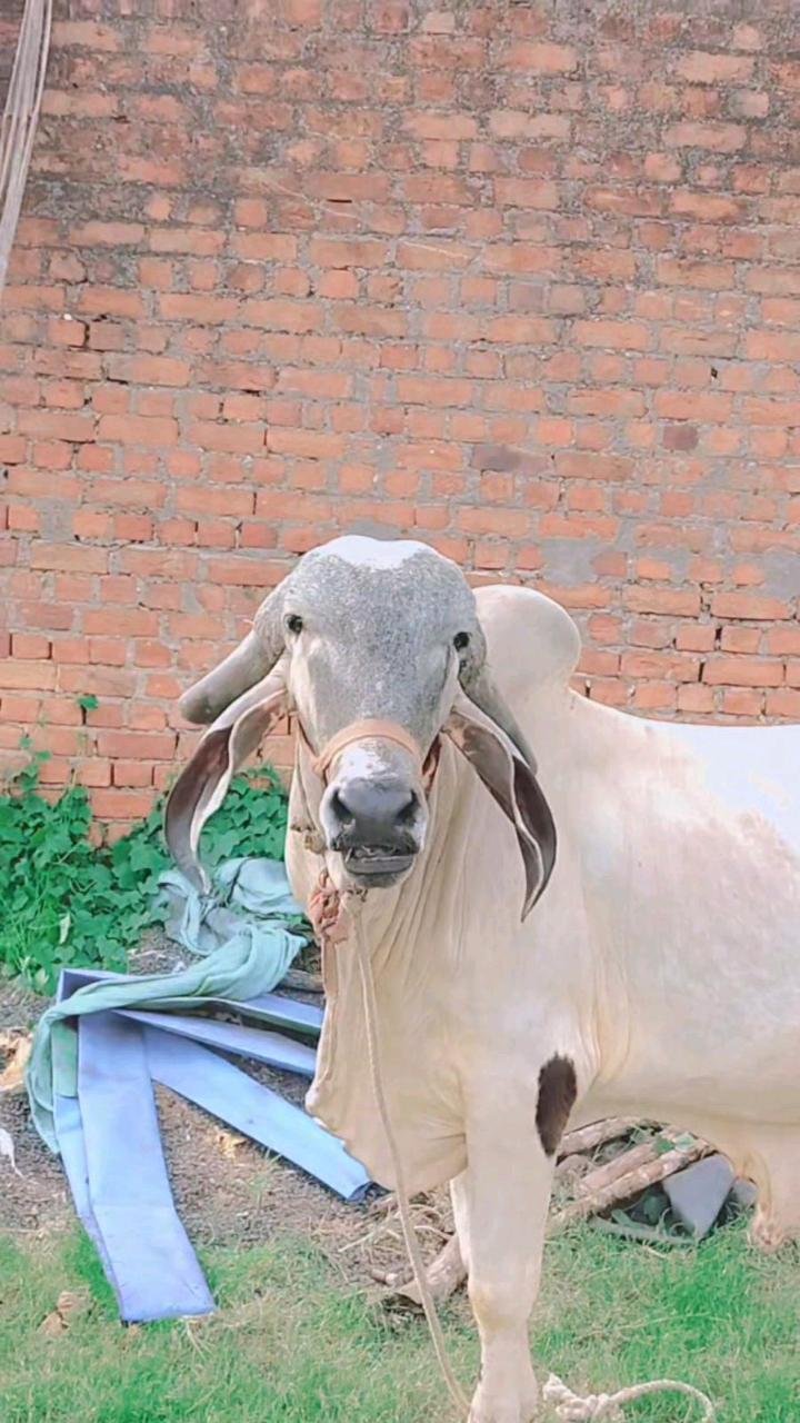 બુલ