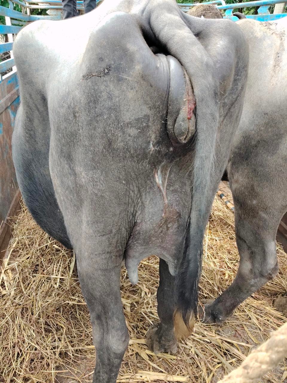 ભરવાડ