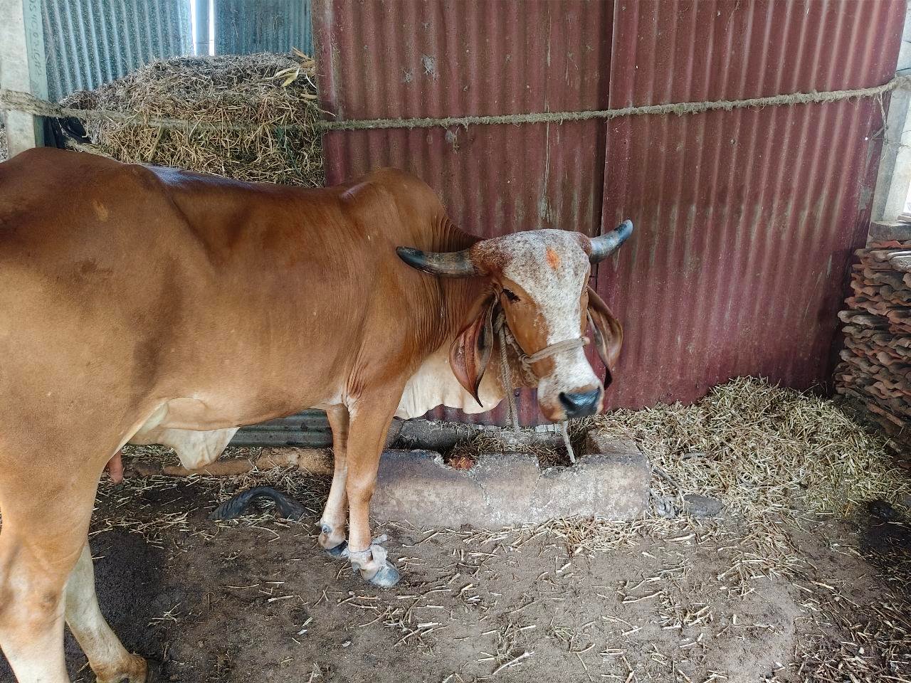 1 ગાય