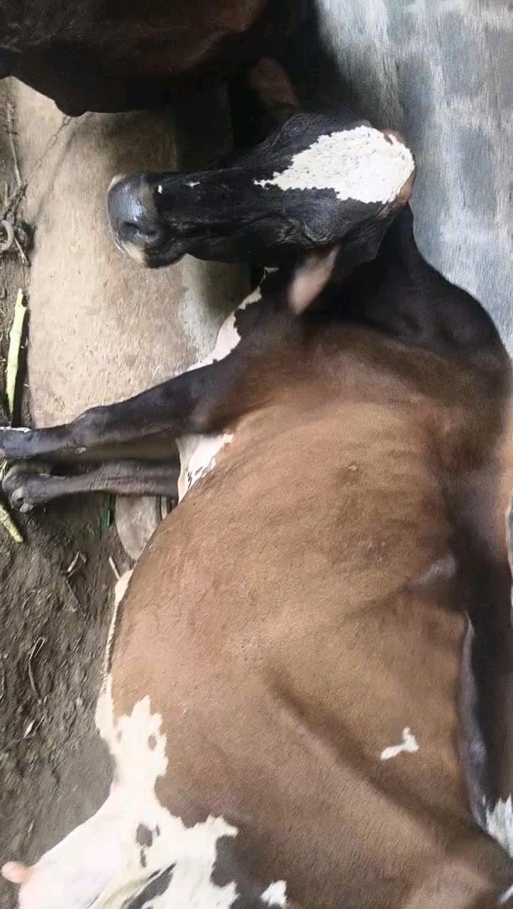 શેફાતરા ભોલુ
