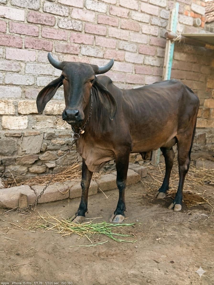 Ram sanjay