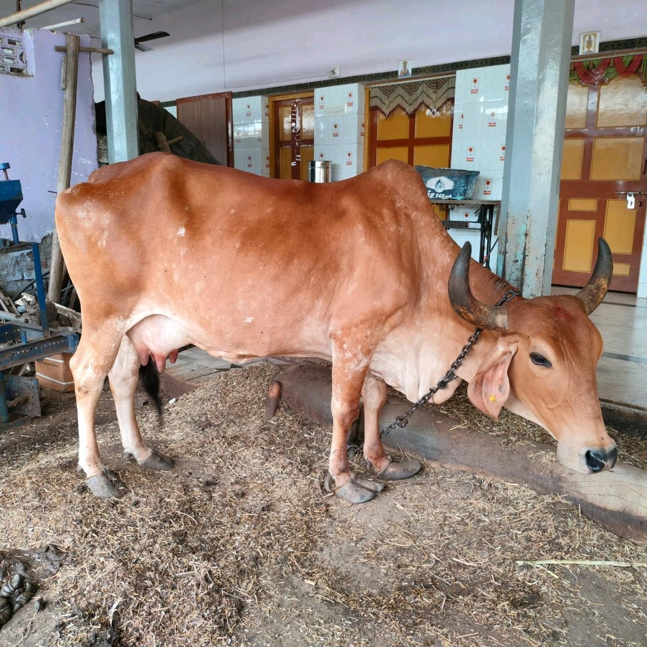 ગાય