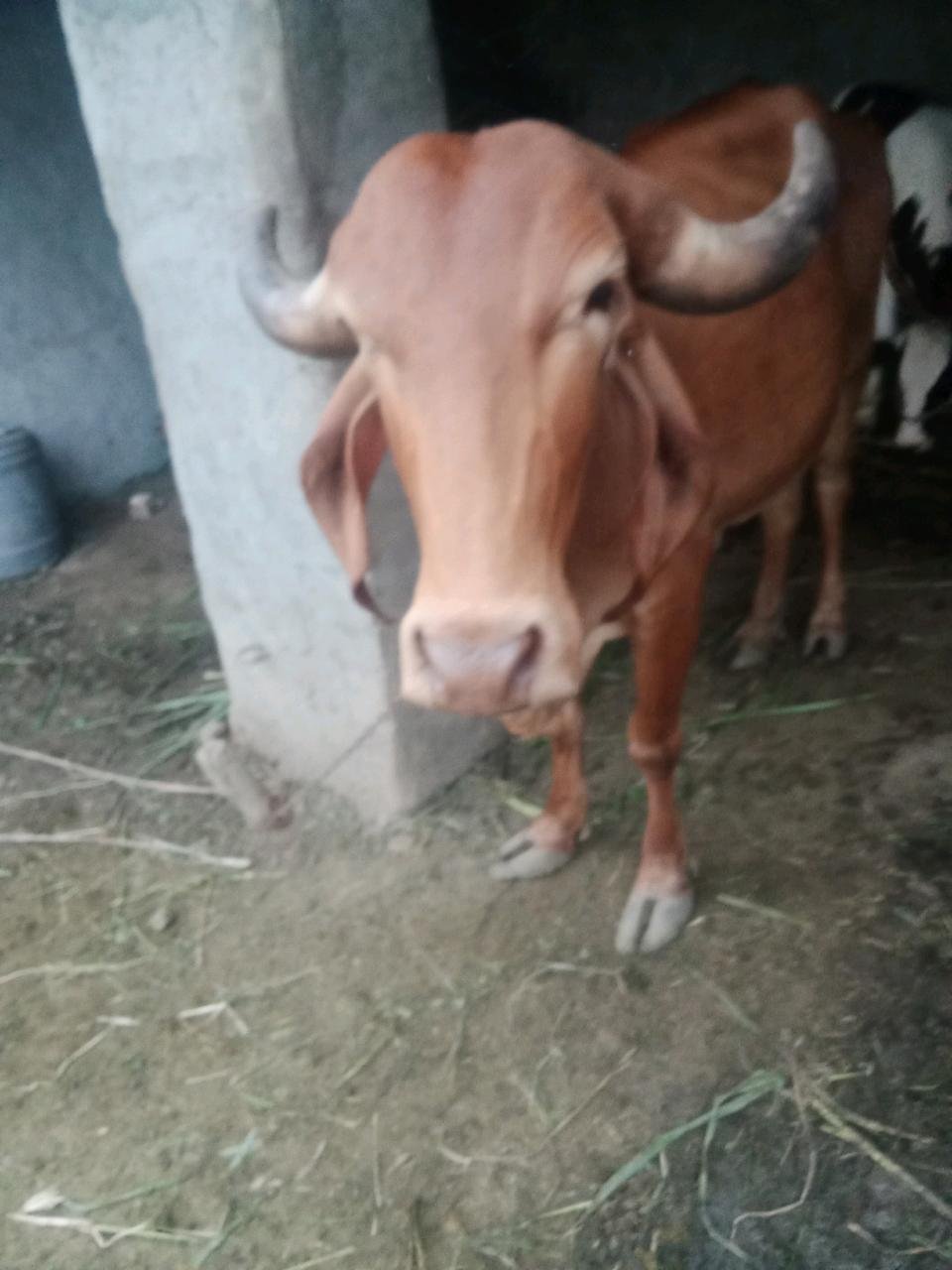 આ ગાય વેચવાની છે