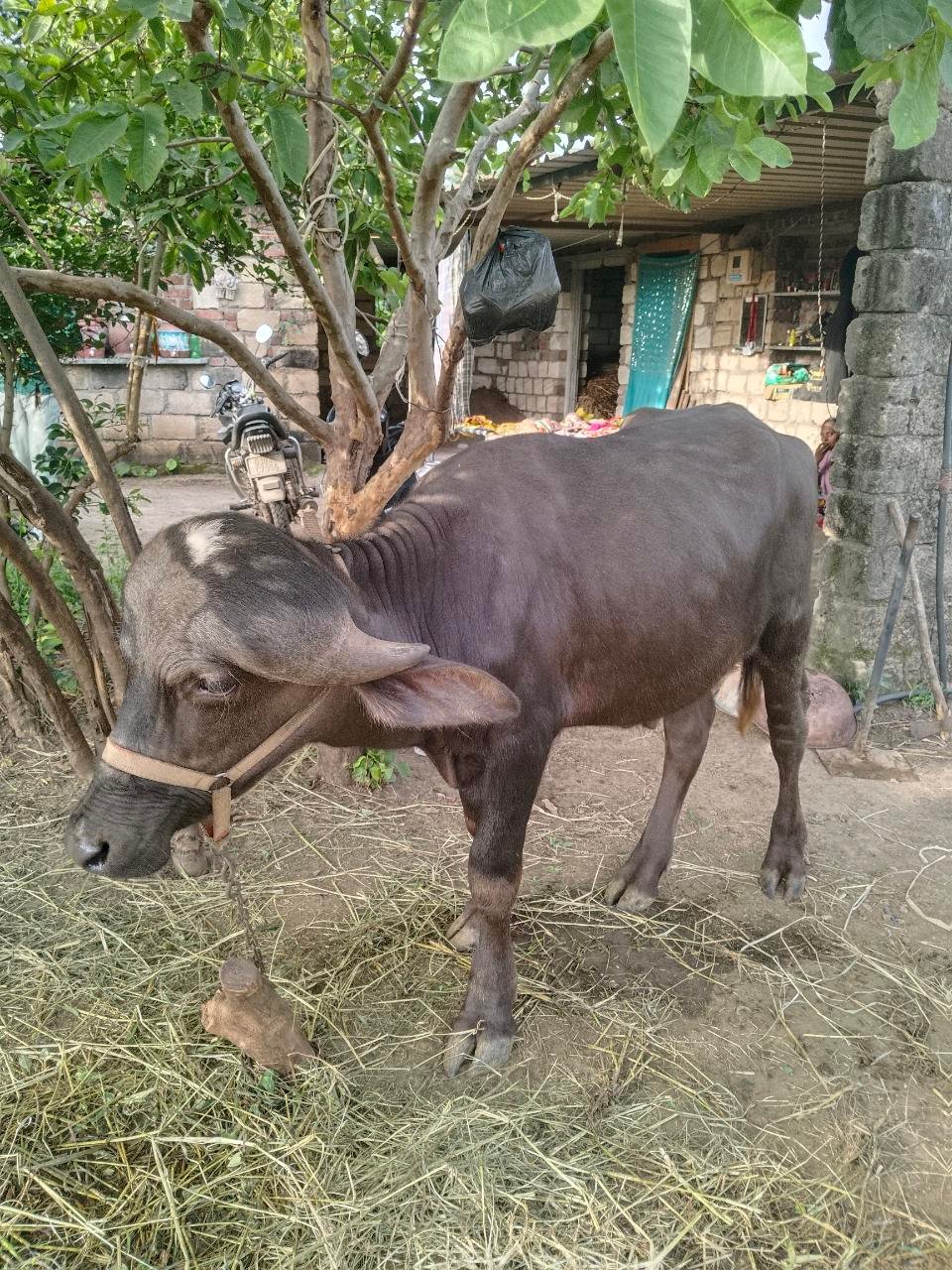 પાડો વેચવા નો છે