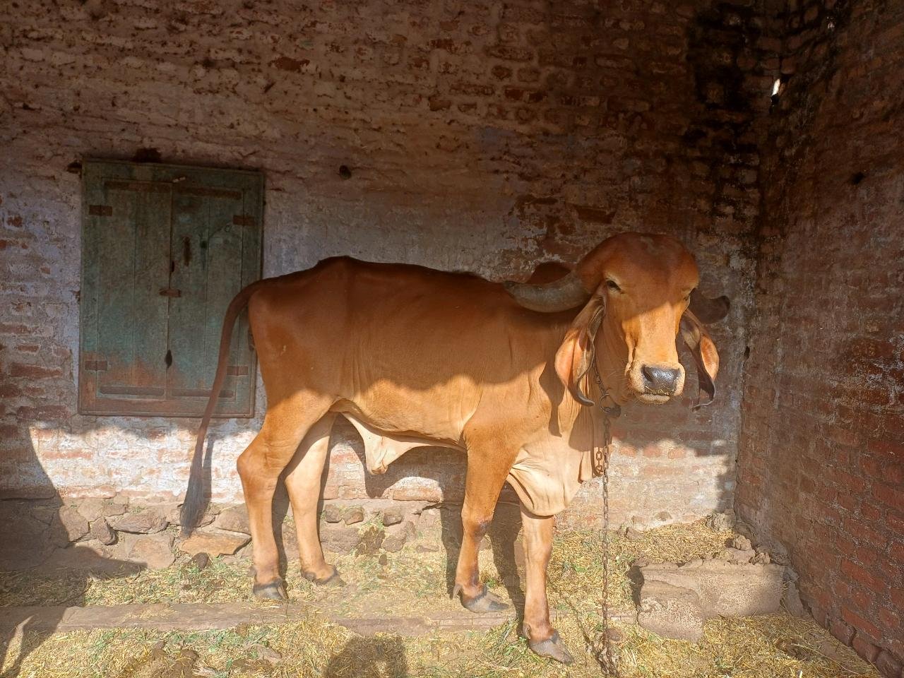 ગીર ગાઈ 5 મહિના ગાભ જયસુખા ભાઈ 9638232199