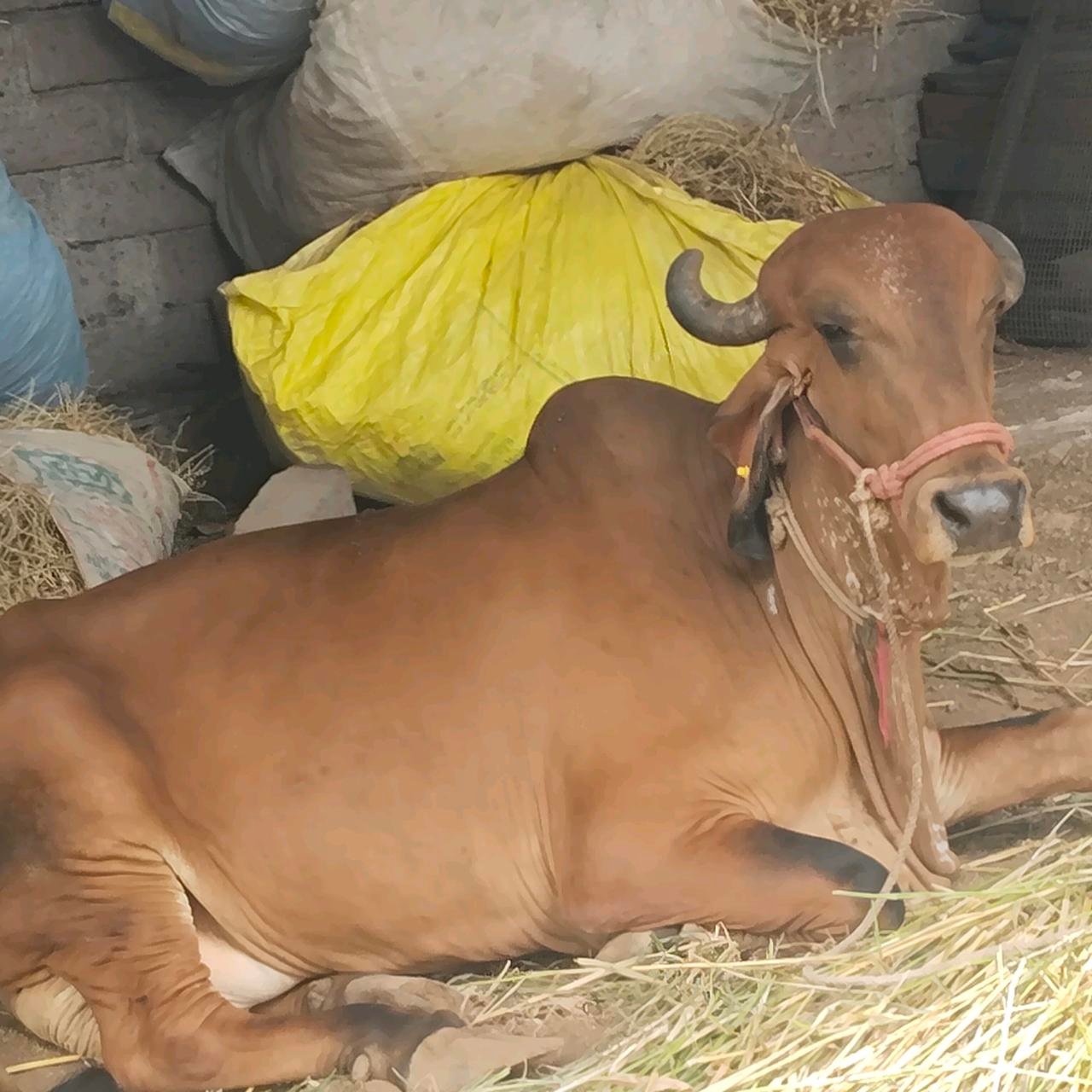ગાભણ છે 8મહીનાની