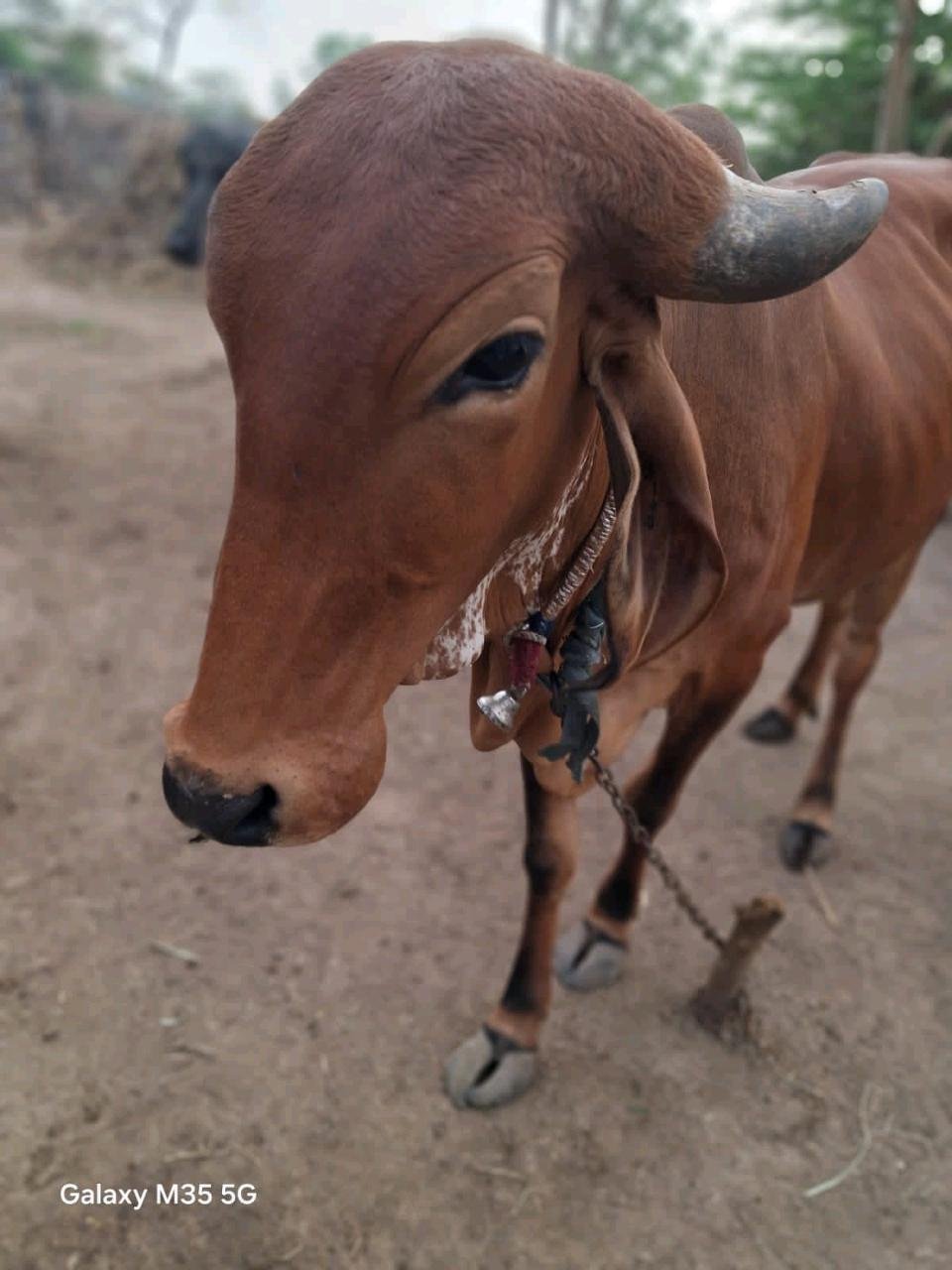 ગાય વેચવાની છે