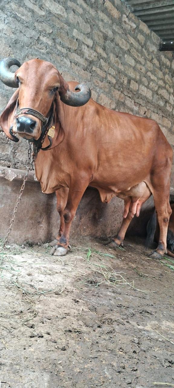 ગાય વેચવાની છે