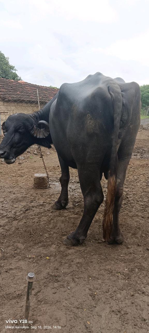 આ ભેંસ વેચવાની છે