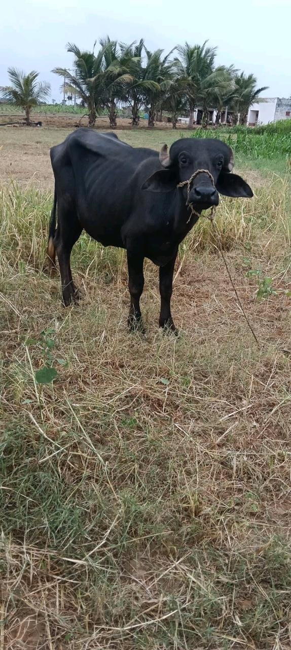 સાટા કરવા છે ભેસ હારે ગામણ ભેંસ જોય છે કા વીયગયેલ