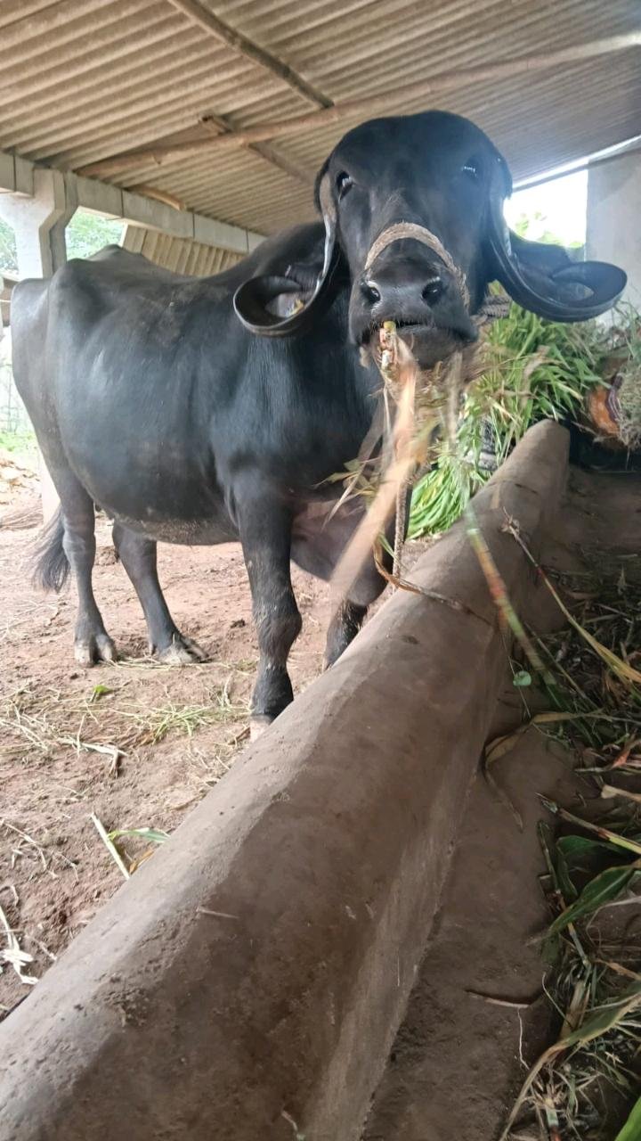ભેસ બીજું વેતર