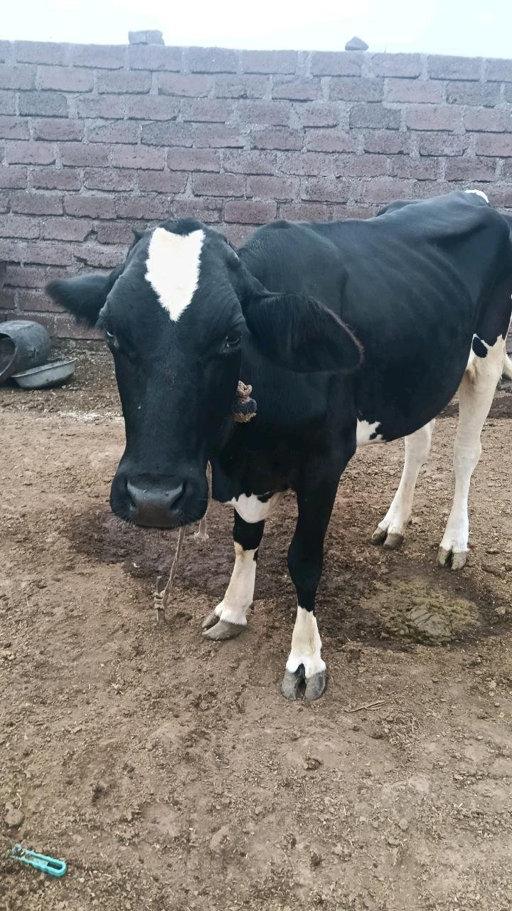 ગોંડલ