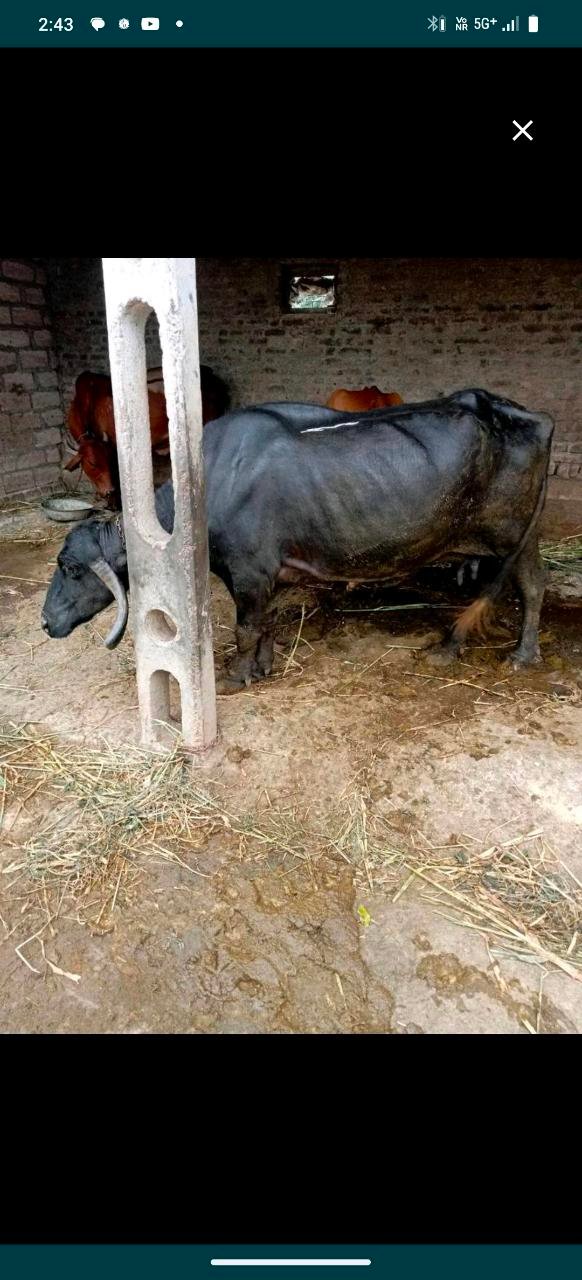 ભેંસ