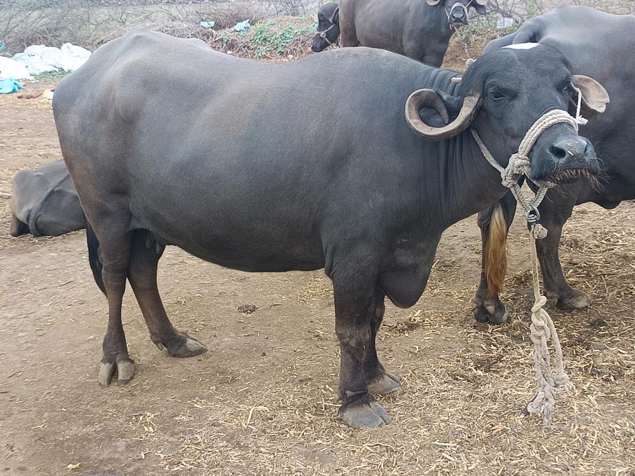 બે ભેંસ વેચવાની છે