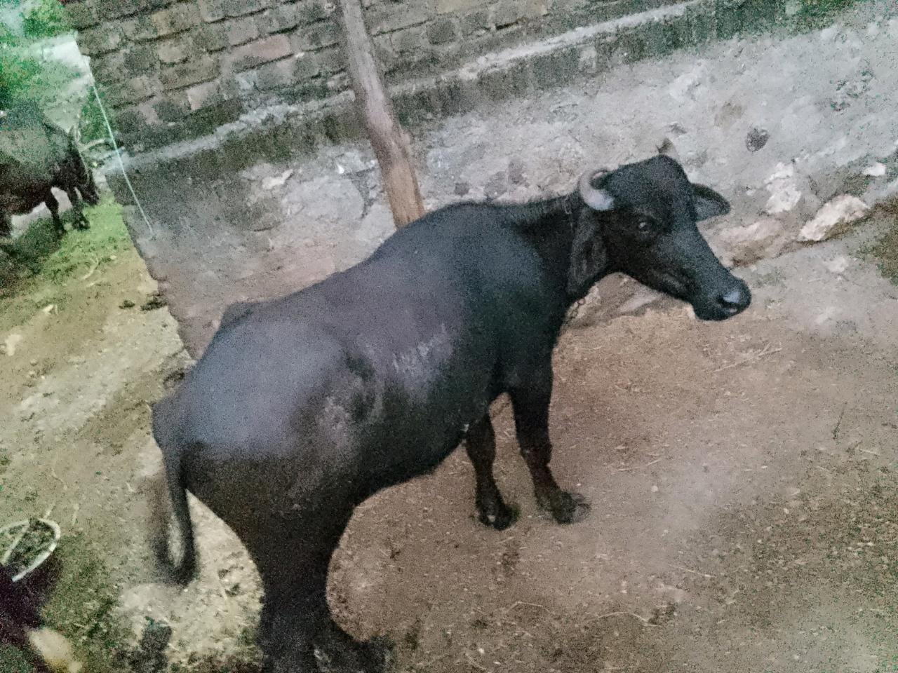 આ પાડી સાંગાવદર ગામમાં જોવા મળશે
