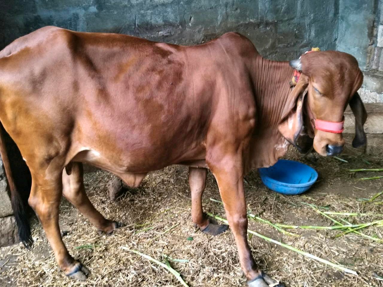 ઓડકી વેચવાની છે