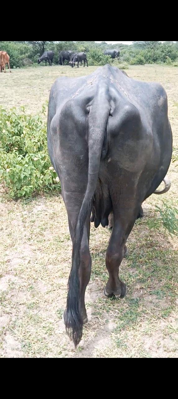 ભરતભાઈ