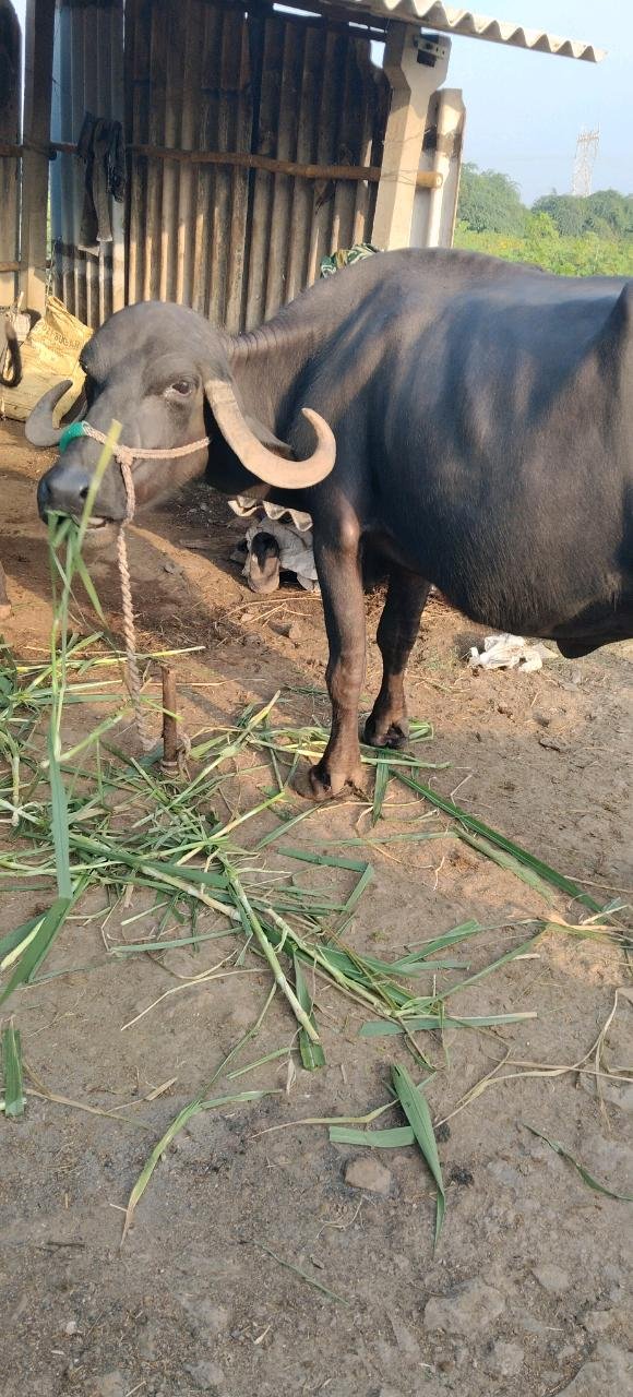 બીજા વેતર ભેસ 9898162258